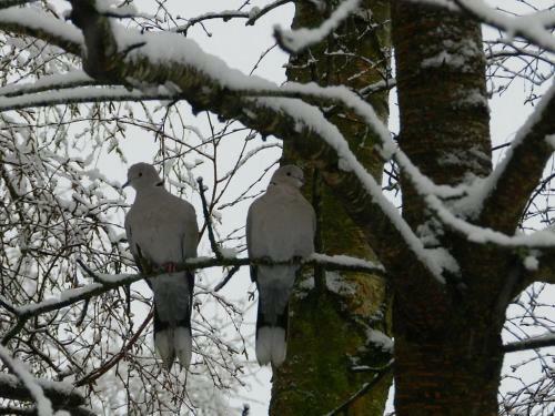 Owl's Retreat
