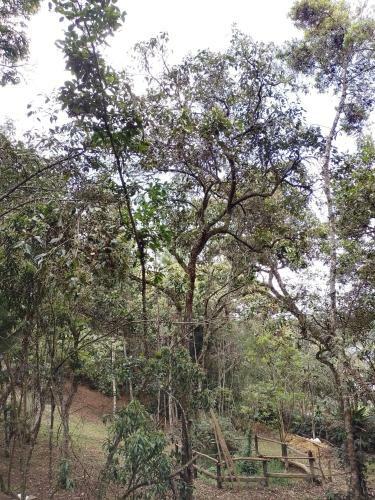 Cielito Verde Glamping