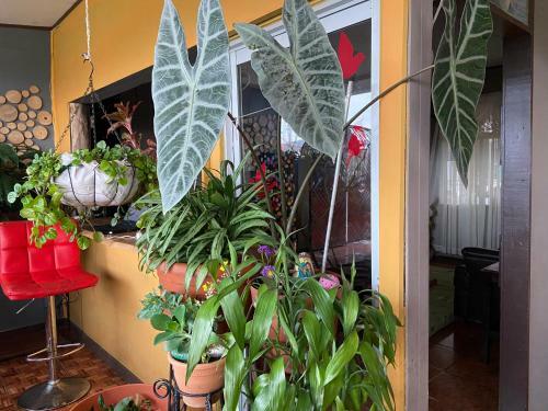 Casa Coraz�n