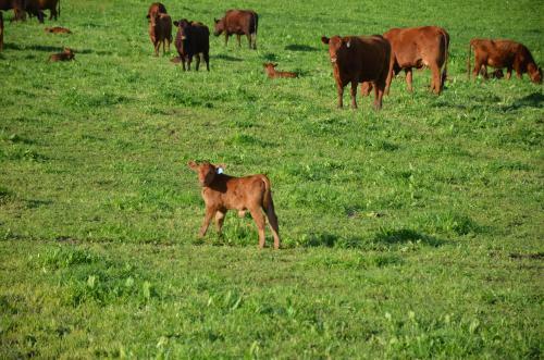 Apartamento Kiekiebos Guest Farm