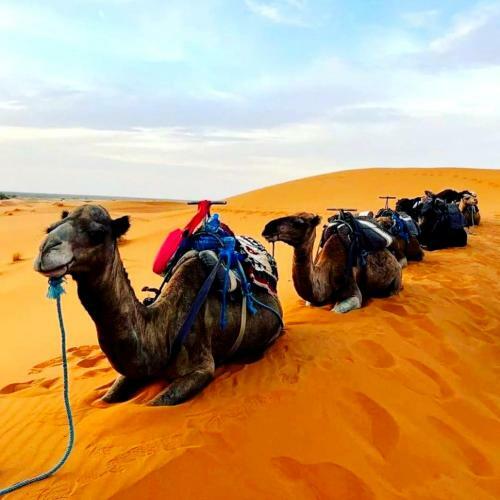 Desert Overnight Trips