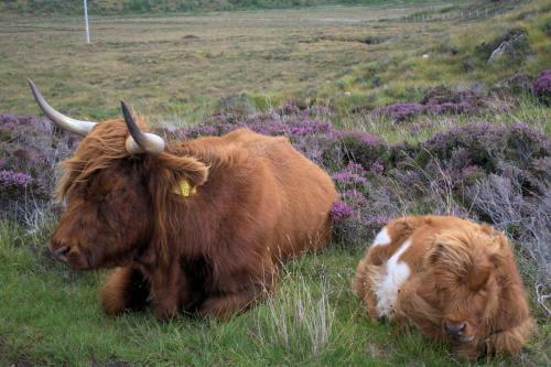 Rosemount Bothy - Highland Cottage