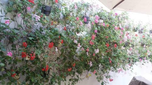 Riad Slama