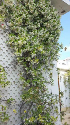 Riad Slama
