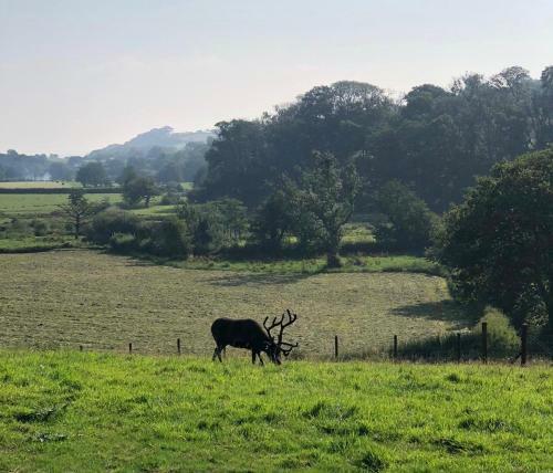 Hostal The Reindeer Retreat Buttercup Twin