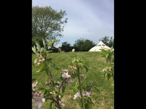 Horsemans Stargazing Tent