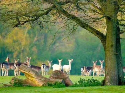 New Forest Retreat Shorefield Country Park