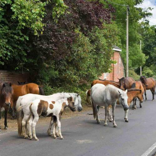 New Forest Retreat Shorefield Country Park