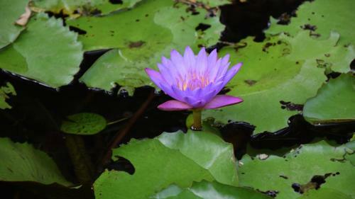 Bed & Breakfast Jeshni Homestay Sigiriya