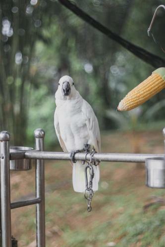 Glamping Sumiran Eco Park & Resort