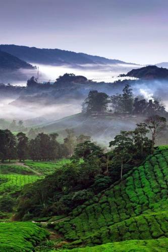 Hotel Ou Inn Cameron Highlands ,ferm Nyonya Restaurant