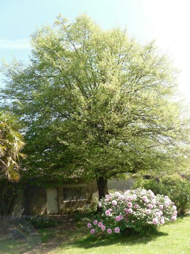 Hostal Maison Bois Fleurie
