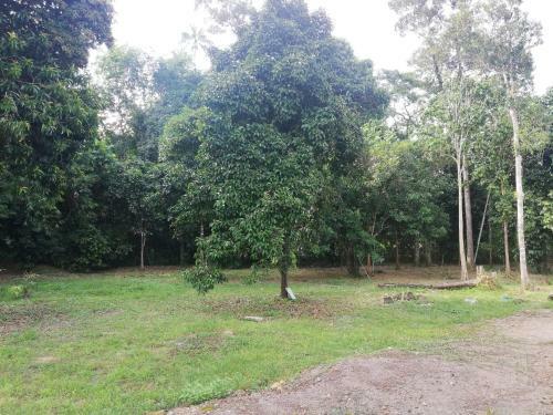 Auranik Homestay