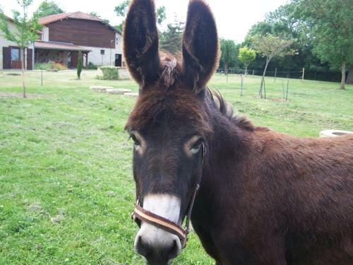 Bed & Breakfast Au Pichet