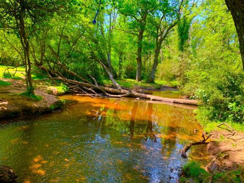 Forest Beach Bashley Park