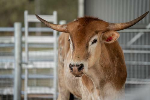 Agroturismo Longhorn Lodges - Farmstay