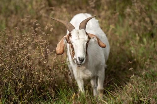 Agroturismo Longhorn Lodges - Farmstay