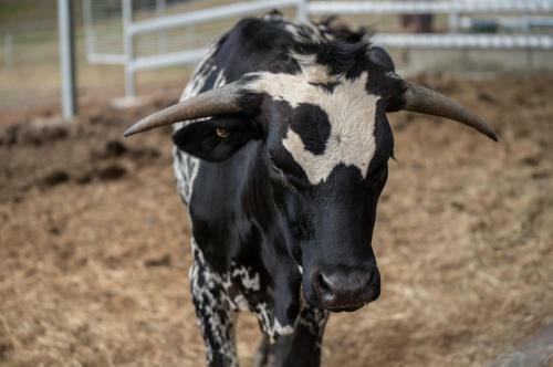 Agroturismo Longhorn Lodges - Farmstay