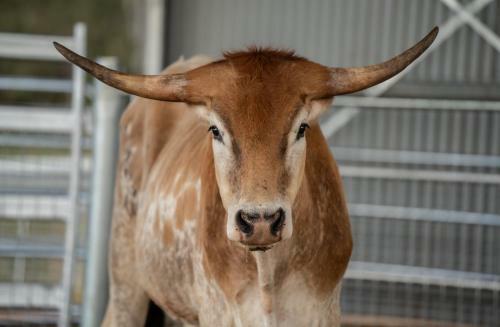 Agroturismo Longhorn Lodges - Farmstay