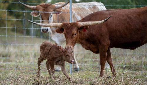 Agroturismo Longhorn Lodges - Farmstay