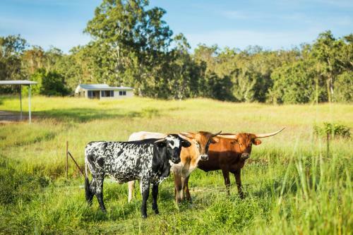 Agroturismo Longhorn Lodges - Farmstay