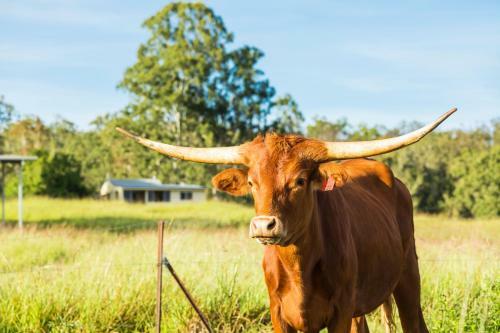 Agroturismo Longhorn Lodges - Farmstay