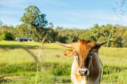 Agroturismo Longhorn Lodges - Farmstay