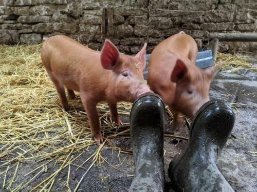 Lower Whitsleigh Farm Luxury Safari Glamping Lodge