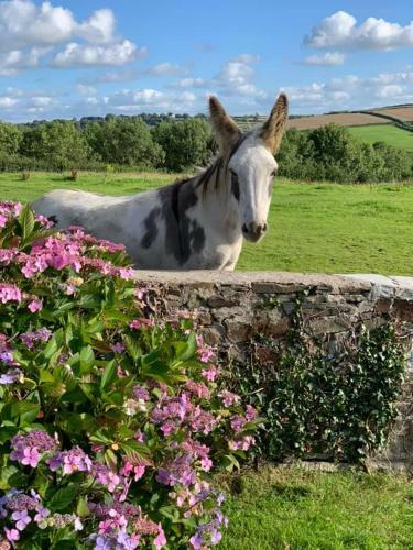 Lower Whitsleigh Farm Luxury Safari Glamping Lodge