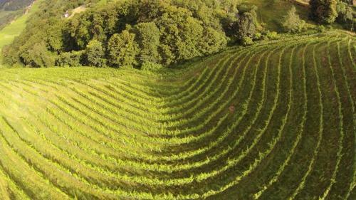 Bed & Breakfast Weingut Albert, Familie Cramer