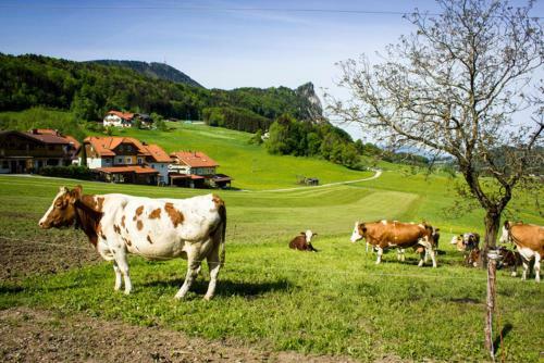Agroturismo Schusterbauer