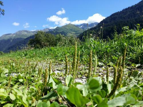 Apartamento Appartements Burtscher