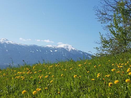 Apartamento Canisiusbr�nnl