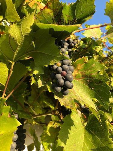 Kellerst�ckl Postrumer Weinberg 49