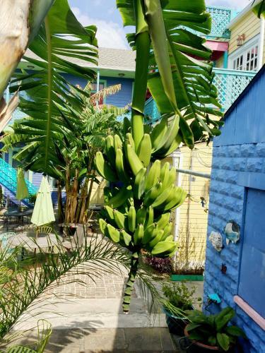 Bed & Breakfast Creole Gardens Guesthouse And Inn