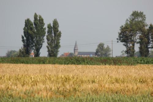 Maneschijn****