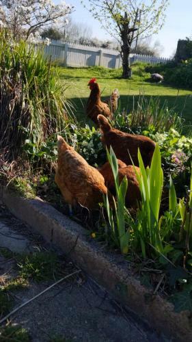 Bed & Breakfast Morland