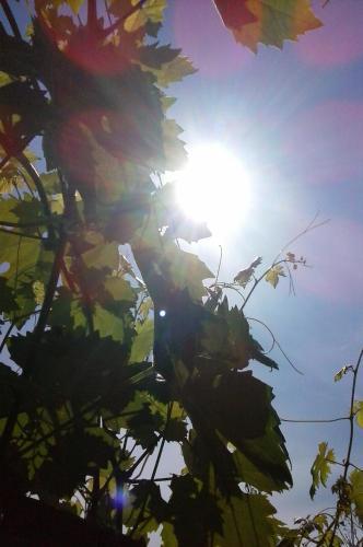 Tenuta Calabiana