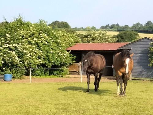 Elderflower Cottage 3 Private Acres And Miles Walks