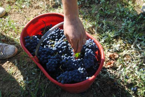 Agroturismo La Rondanina