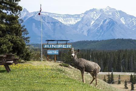 Hotel Juniper Inn - Standard