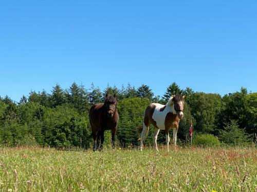 Bed & Breakfast Borgdal