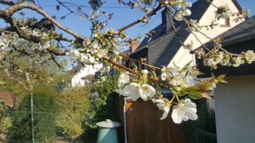 Apartamento Ferienwohnung Rheinzeit Beim Toni