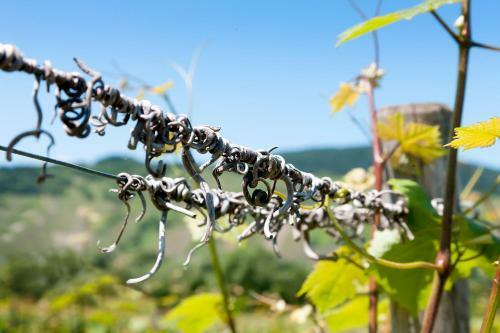 Hostal Pension Und Weingut Moselblick