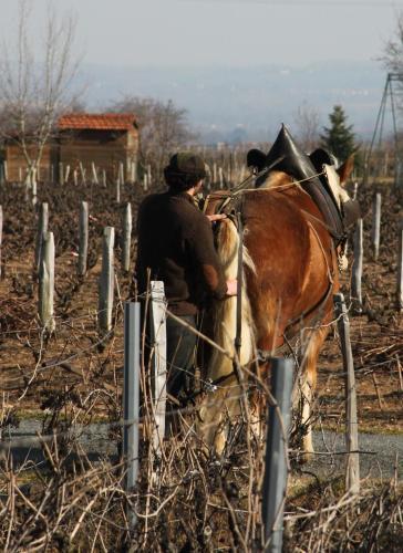 Bed & Breakfast Les Roulottes Viticoles