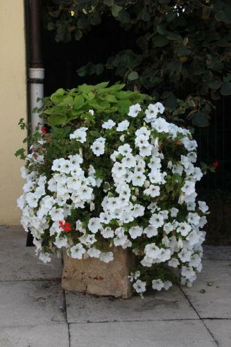 Bed & Breakfast Les Roulottes Viticoles