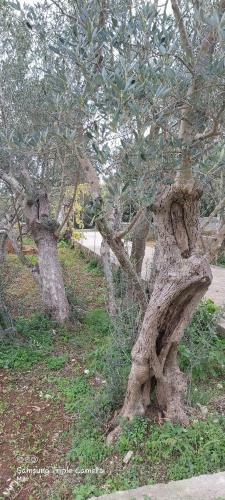 Vecchia Oliva,kuljica