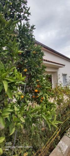 Vecchia Oliva,kuljica