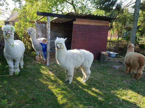 Apartamento Alpakatherapie Und Ferienhof Charlottenthal
