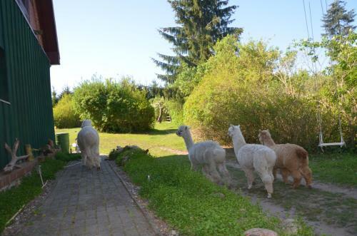 Apartamento Alpakatherapie Und Ferienhof Charlottenthal